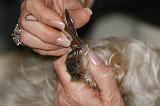 GRIFFES - CAIRN TERRIER 017